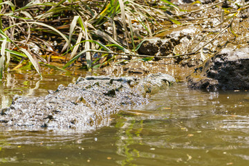 American Crocodile (Crocodylus acutus) on riverbank, taken in Costa Rica.