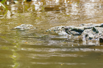 American Crocodile (Crocodylus acutus), taken in Costa Rica.