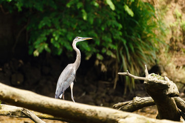 Great Blue Heron (Ardea herodias)on a fallen tree in Costa Rica
