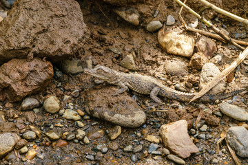 American Crocodile (Crocodylus acutus) baby, taken in Costa Rica