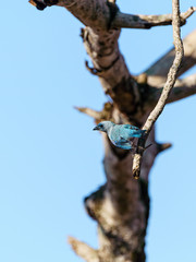 Blue-Gray Tanager (Thraupis episcopus) about to take off, in Costa Rica