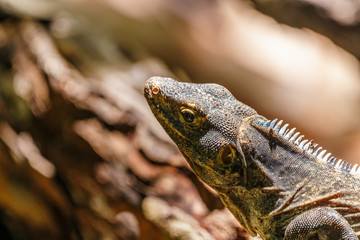 Black Spiny Tailed Iguana (Ctenosaura similis) portrait, taken in Costa Rica