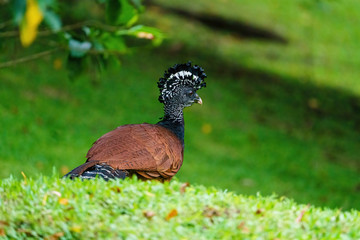 Great Curassow (Crax rubra) female, taken in Costa Rica
