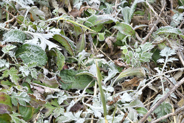 霜がついた落ち葉