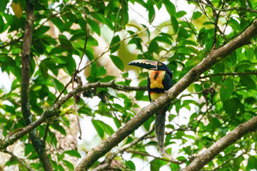 Collared Aracari (Pteroglossus torquatus) perched on a branch in a forest, taken in Costa Rica