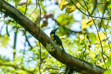 Collared Aracari (Pteroglossus torquatus) perched in a tree in a forest, taken in Costa Rica