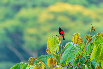Passerini's Tanager (Ramphocelus passerinii) male with pure black body and red rump, taken in Costa Rica