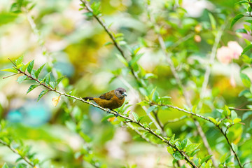 Passerini's Tanager (Ramphocelus passerinii) female with orange front and grey head and back, taken in Costa Rica