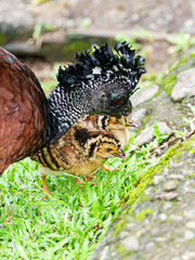 Naklejka na ściany i meble Great Curassow (Crax rubra) female with chicks, taken in Costa Rica