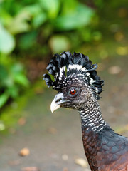 Great Curassow (Crax rubra) female portrait, taken in Costa Rica