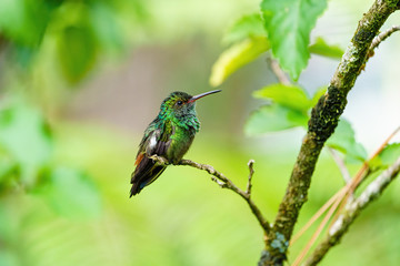 Rufous-Tailed Hummingbird (Amazilia tzacatl) perched on the tip of a twig, taken in Costa Ric