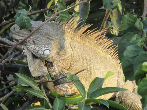Iguanon