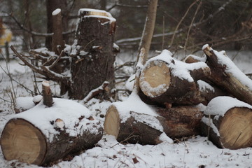 Snow Wood Pile