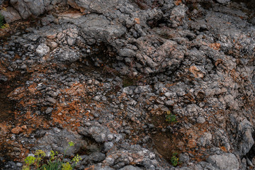 Green plants on a background of rock with cracks