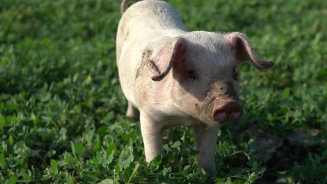 confusing piglets running on a field