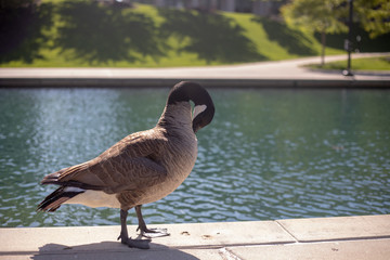 Fototapeta premium Goose by the Canal