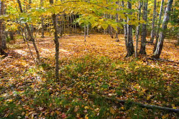 Naklejka premium Sunlight illuminates a forest floor covered in colorful autumn leaves