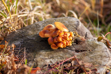 Mushrooms on tree stump.
