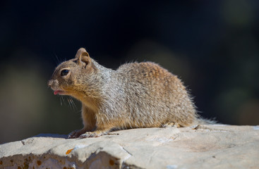 Rock squirrel (Otospermophilus variegatus), Grand Canyon Village, Arizona, USA