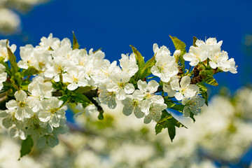 White Cherry Blossom