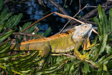 Colorful iguana resting on a tree