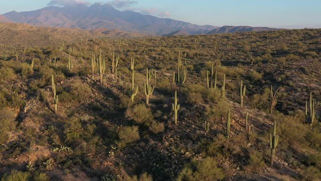 Arizona Cactus