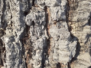 Texture of the bark of an old tree of the Daurian birch