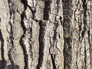 Photo of oak bark in bright sunlight. Texture.