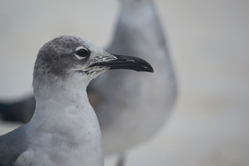 portrait of a seagull
