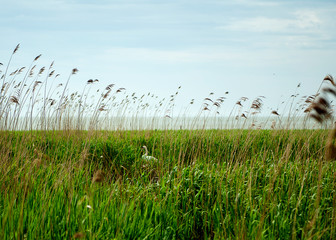 Summer landscape with green reeds and a swan in the lake in the background.