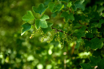 Fototapeta na wymiar A branch of currant with green berries. A young bush of currant, a bunch of berries in a summer garden. Close-up, summer natural background.