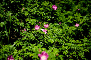 lush bush of rose hips with flowers, pink wild rose flower. General view, summer natural background.