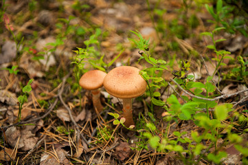 honey mushrooms in the autumn forest close-up. Two edible mushrooms with brown hats.