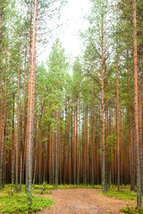 Fototapeta premium autumn forest landscape. Pine forest sunny day.