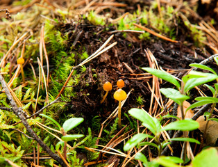 small inedible mushrooms, toadstools in moss in the autumn forest close-up