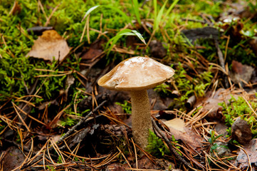 young edible mushroom boletus ,(лат. Leccinum). mushroom with a brown hat wet from the rain in the autumn forest.Close-up.