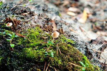 small inedible mushrooms, toadstools in the moss in the autumn forest close-up