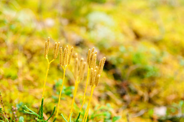 Moss (Lycopódium clavátum) closeup of a clown in the shape of a clew. Natural background