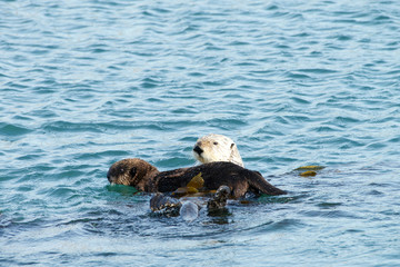 Mother Sea Otter with baby on stomach, grooming the baby in blue water. Baby trying to get away.