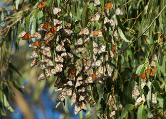 Monarch Butterflies in a Eucalyptus tree. The monarch butterfly may be the most familiar North American butterfly and an iconic pollinator species. © sheilaf2002