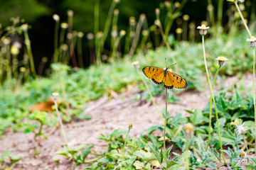 green summer background, grass and flowers make their way through the ground, orange in the black speckled butterfly Paphia Aglaja on the bud spread its wings                     