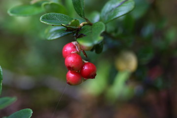 red berries in a forest growing on nature