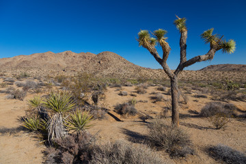 Joshua Tree beside Park Boulevard, Joshua Tree National Park, California, USA