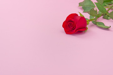 Beautiful single rose on pink background. The concept of st valentine's day, Mother's Day, March 8.