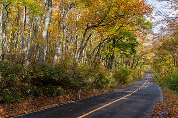 大山隠岐国立公園の秋のブナ林（大山）