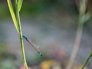 Little blue dragonfly sits on a green reed background.