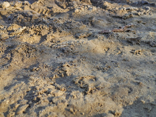 Bird tracks on a sandy beach with stones close-up