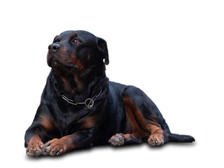 Rottweiler dogs that are fierce but cute and like to take pictures.