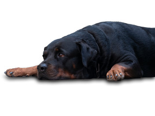 Rottweiler dogs that are fierce but cute and like to take pictures.