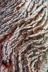 Tree bark abstract as viewed in Falmouth, Tasmania, Australia